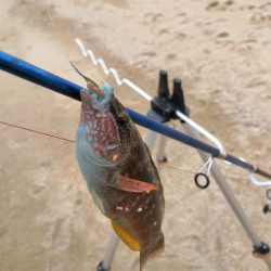 カレイ、メバル