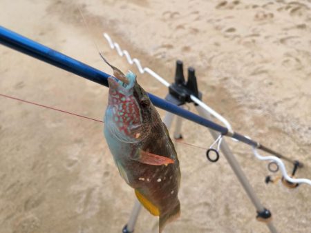 カレイ、メバル