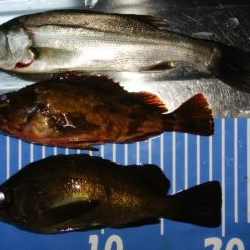 爆風メバリング