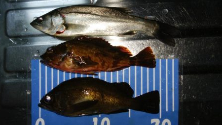 爆風メバリング