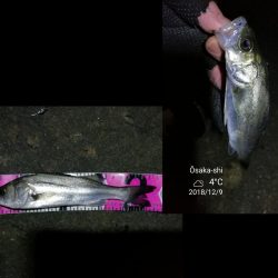 南港カモメ大橋ヘチ釣行 （ガシラ、ハゼ、小シーバス　釣果有り）