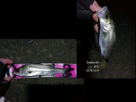 南港カモメ大橋ヘチ釣行 （ガシラ、ハゼ、小シーバス　釣果有り）