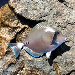 コッパ入れ食い・