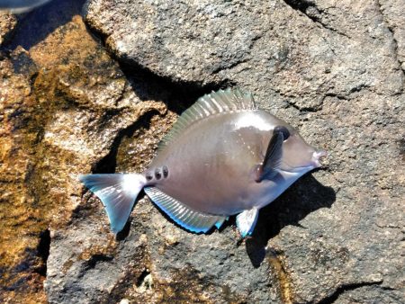 コッパ入れ食い・