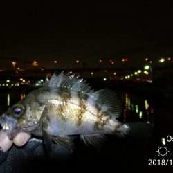 南港フェリーヘチ釣り (好釣果!キビレチヌ:46cm、42cm、41cm,黒メバル 釣果有り)