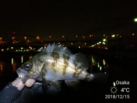 南港フェリーヘチ釣り (好釣果!キビレチヌ:46cm、42cm、41cm,黒メバル 釣果有り)