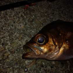 極寒メバリング