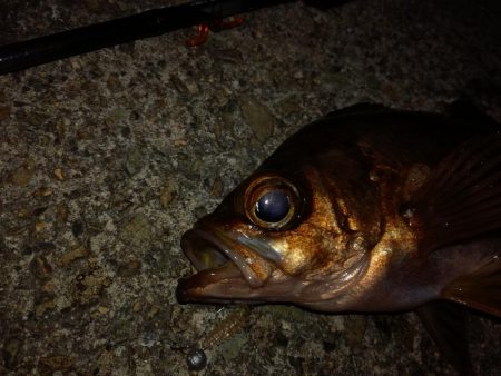 極寒メバリング