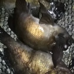 寒くても釣れまっせ!