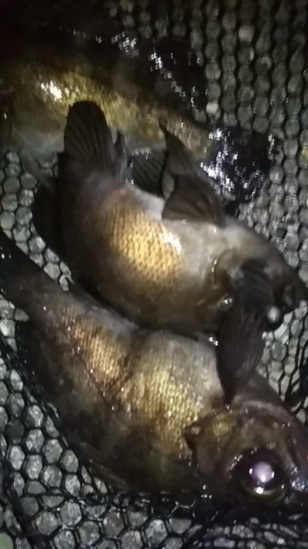 寒くても釣れまっせ!