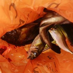 メバリングアジング