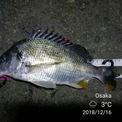 南港フェリーヘチ釣り （続好釣果！キビレチヌ:49cm！と35cm，ガシラ 釣果有り）