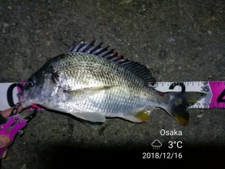 南港フェリーヘチ釣り （続好釣果！キビレチヌ:49cm！と35cm，ガシラ 釣果有り）