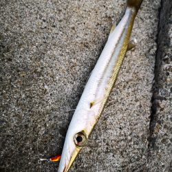 早朝の沖縄！長い魚だけヒットです。