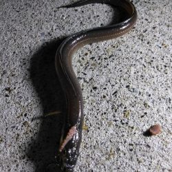 夜釣り〜朝まずめまで