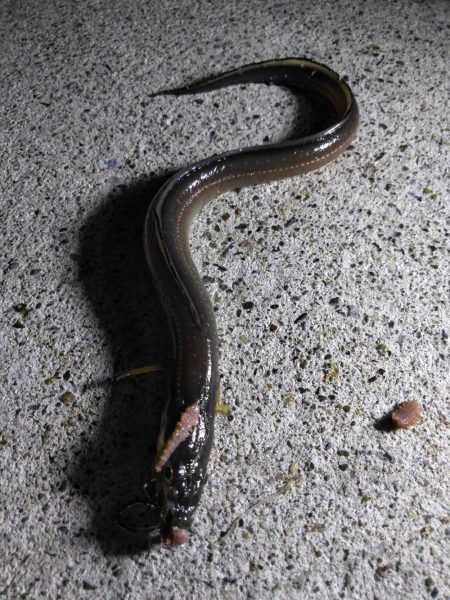 夜釣り〜朝まずめまで