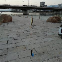 たびたびサヨリ～