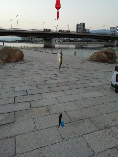 たびたびサヨリ～