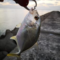 冷え込みで渋いです。