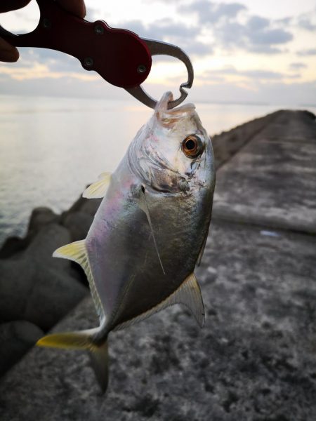 冷え込みで渋いです。