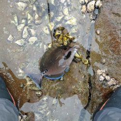 コッパグレ・ハゲ・・・・