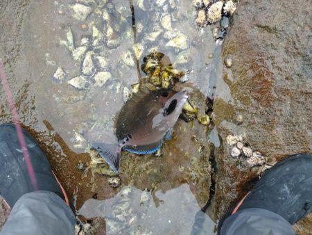 コッパグレ・ハゲ・・・・