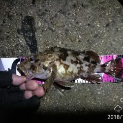 南港カモメ大橋ヘチ釣行 （霧雨降るかもめで ガシラ、ハゼ、シーバス　釣果有り）