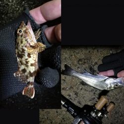 南港フェリーヘチ釣り （タケノコメバル 22cm、ガシラ 釣果有り）