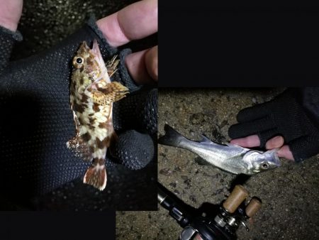 南港フェリーヘチ釣り （タケノコメバル 22cm、ガシラ 釣果有り）