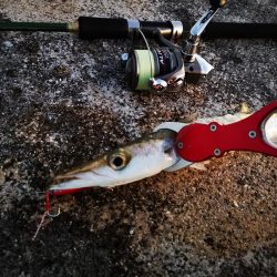 青物は釣れなくなり、長いのは高活性