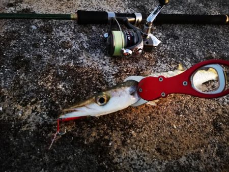 青物は釣れなくなり、長いのは高活性