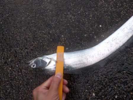 久しぶりの釣果