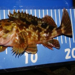 小雨メバリング