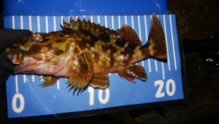 小雨メバリング