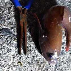 ドンコパーティー