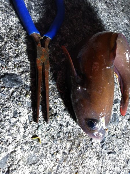 ドンコパーティー