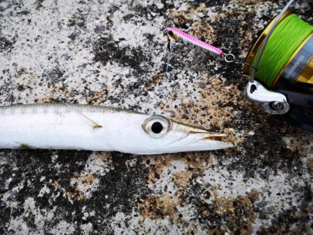 ４日ぶりに雨は上がり長いの釣れました