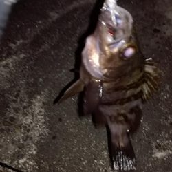 ロックフィッシング