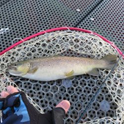 人生二本目のイトウをゲット！