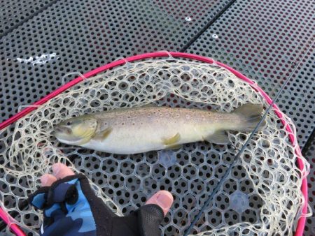 人生二本目のイトウをゲット！