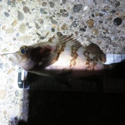 メバルシーズンインを確認！