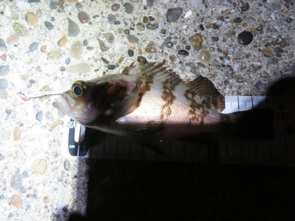 メバルシーズンインを確認！