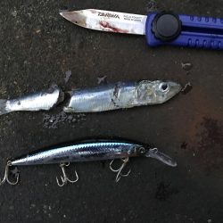 サゴシだけでも嬉しい