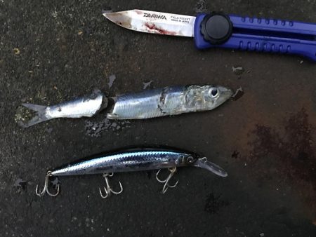 サゴシだけでも嬉しい