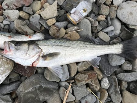 初めてのスズキ