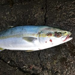 楽しかった朝まずめ