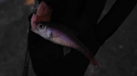 東風の時は川奈港。