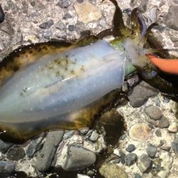 南あわじでドーンっ!