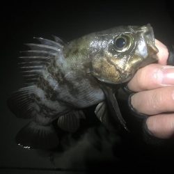 爆風爆釣メバリング!