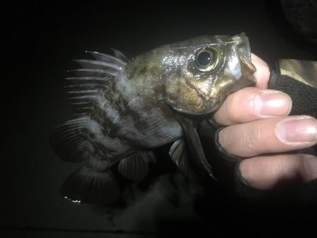 爆風爆釣メバリング!